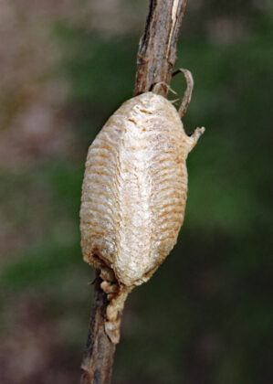 European mantid egg case