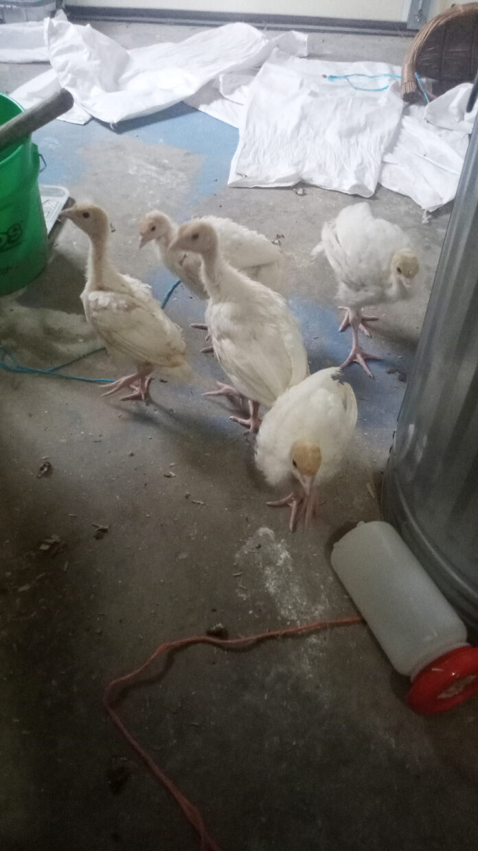 turkeys turkeys