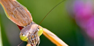 Munching on a honeybee