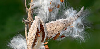 Milkweed seed pods