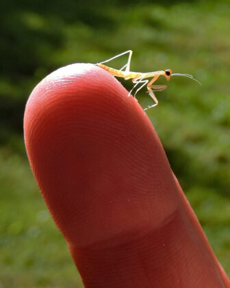 baby Chinese mantis