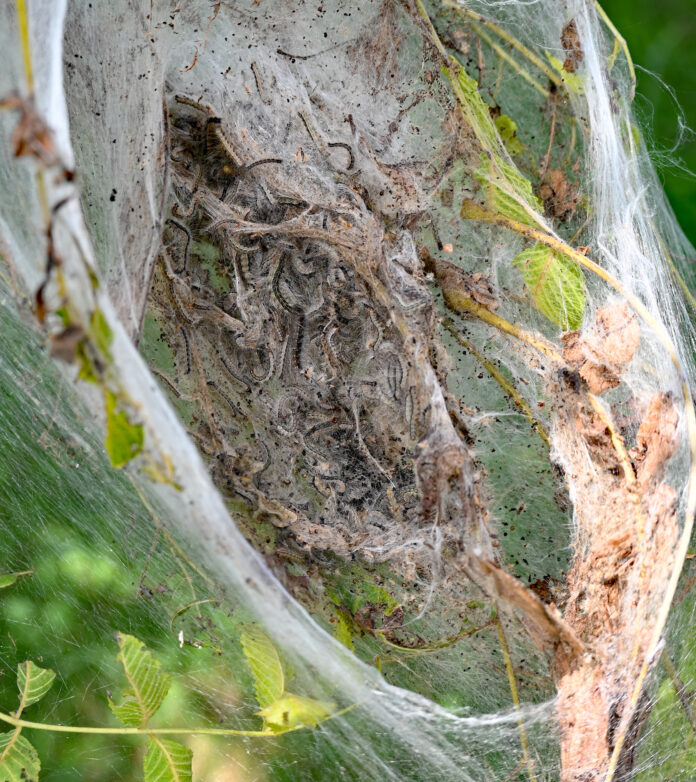 caterpillars in silken shelter caterpillars in silken shelter