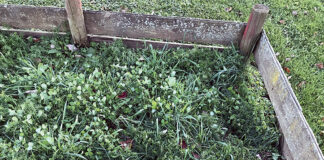 cover crops