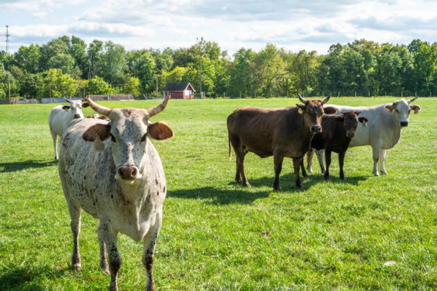 Buckin' Ohio bulls