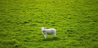 lamb