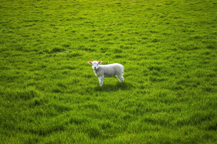 lamb lamb