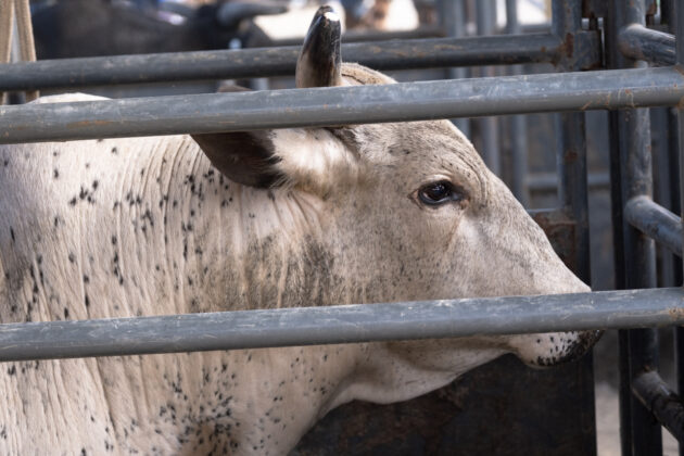 bull