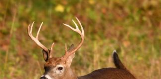 white tailed deer