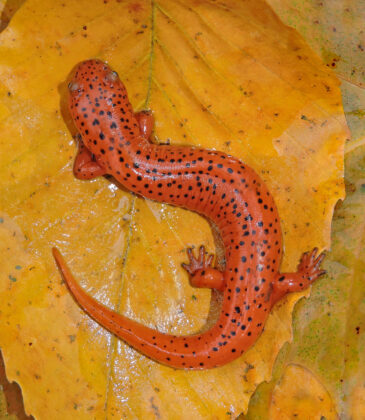 brightly-colored northern salamander