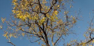 Zombie Tree