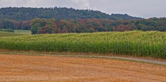 drought corn