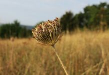 How to assess damage and help pastures recover from drought drought landscape