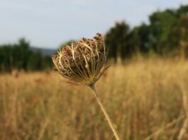drought landscape