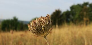 drought landscape