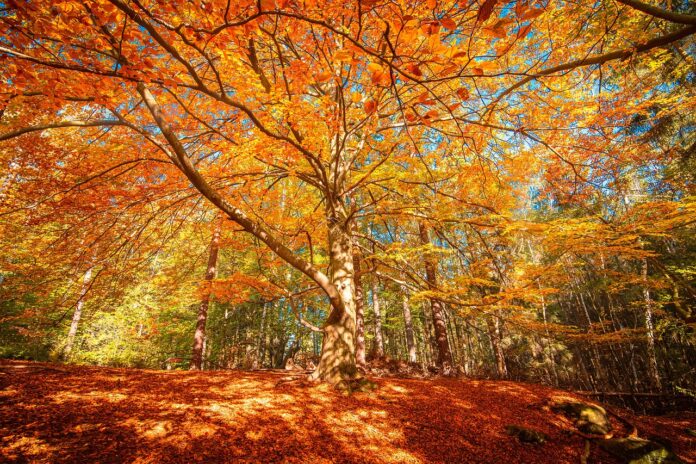 october october