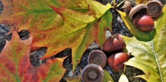 red oak acorns