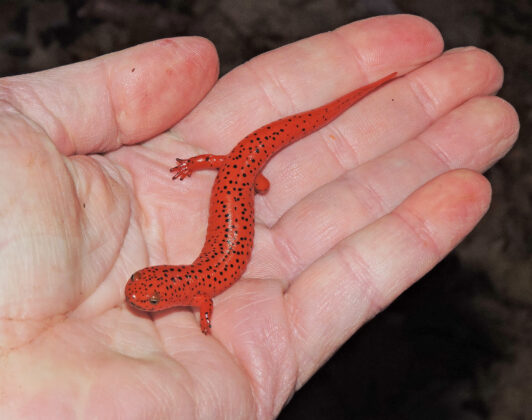 young northern red salamander