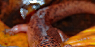 salamander smile
