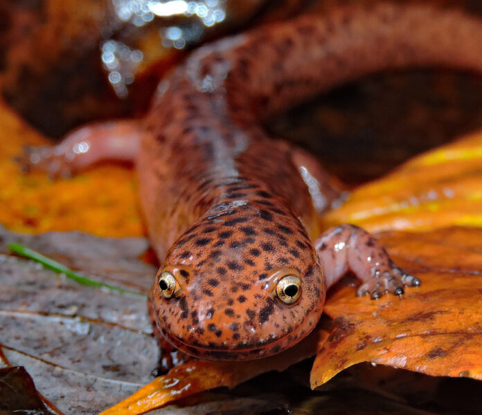 salamander smile salamander smile