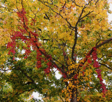 shagbark hickory