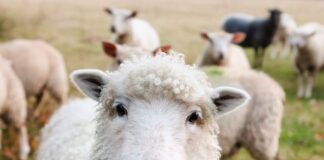 sheep