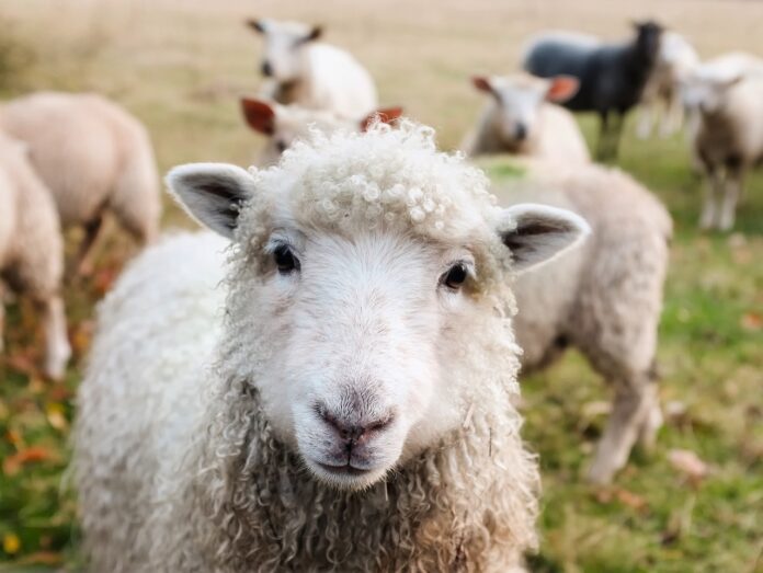 sheep sheep