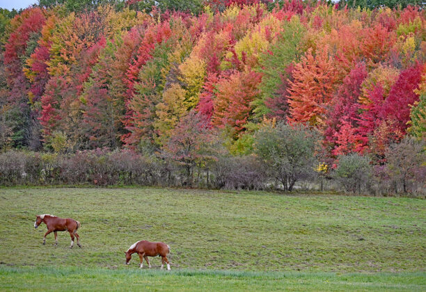 sugar maples