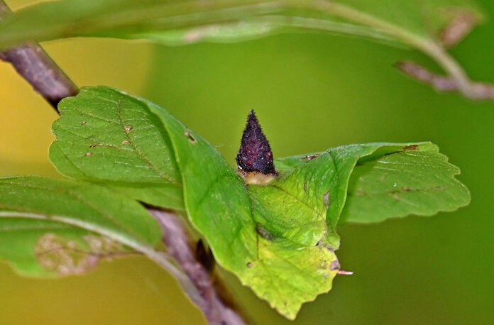 witch hazel 2-WEB