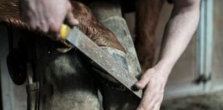 A man holding a horse's hoof against his knees and trimming it with a file
