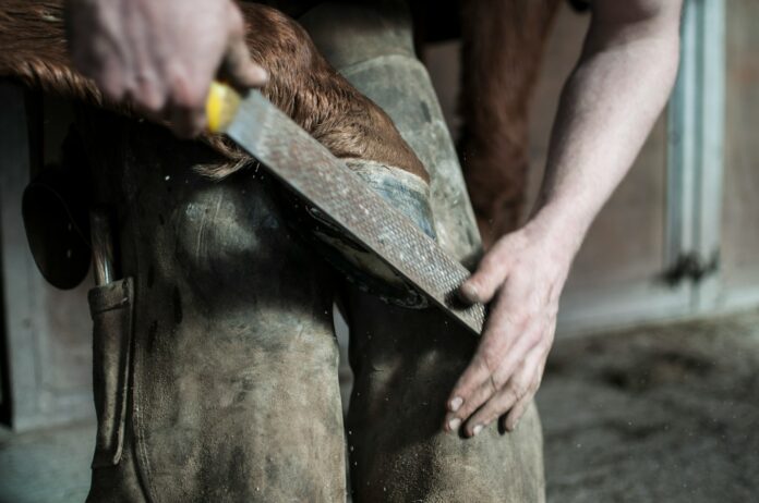 Photo by Jonathan Bean A man holding a horse's hoof against his knees and trimming it with a file