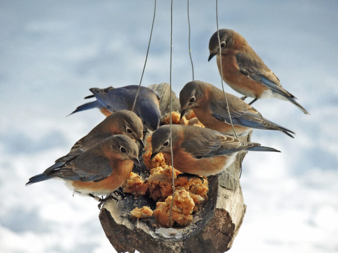 Bluebirds magical pb Bluebirds magical pb