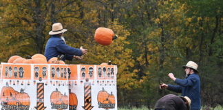 Pumpkin harvest