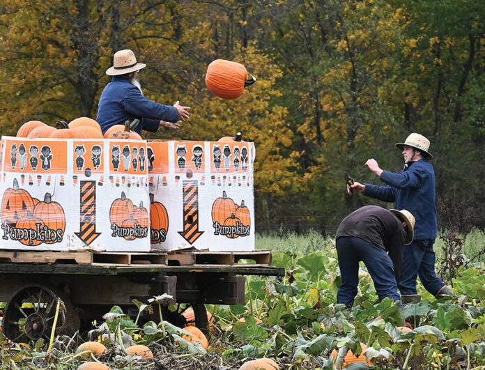 Pumpkin harvest Pumpkin harvest
