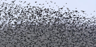 blackbirds