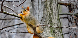 Fox squirrel