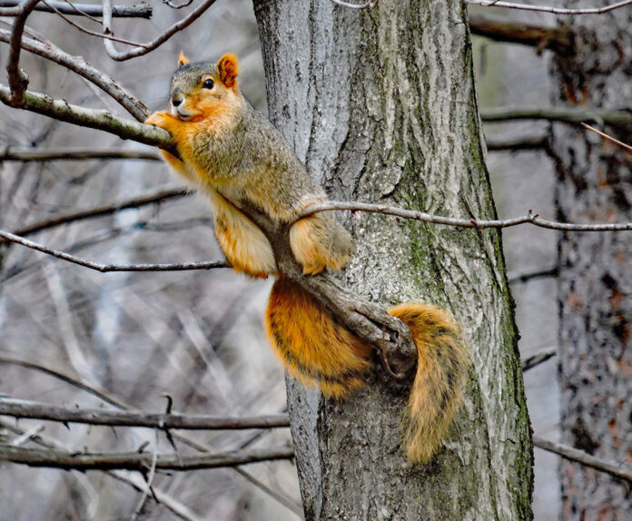 Fox squirrel Fox squirrel
