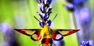 clearwing moth