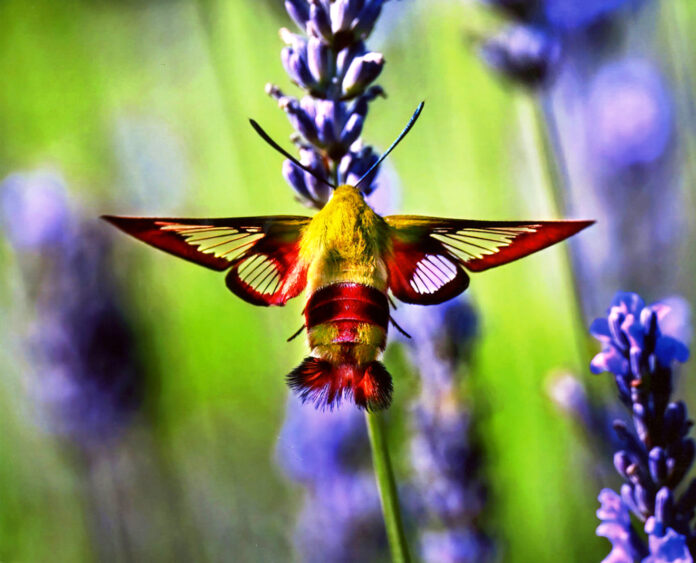 clearwing moth clearwing moth