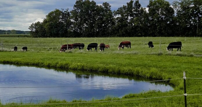 Cows grazing
