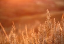 Praying for guidance on 
the dark, cold winter prairie prairie