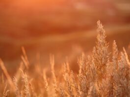 prairie