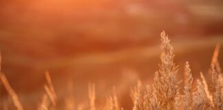 prairie