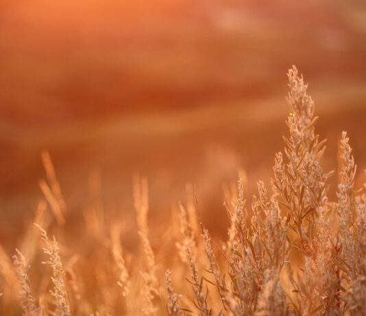 prairie