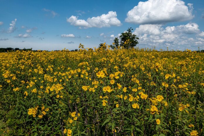 Darby Plains 2
