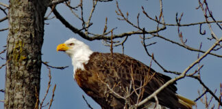 Bald eagle