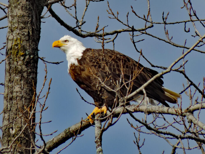 Bald eagle Bald eagle