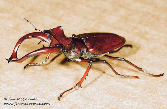 Giant Stag Beetle Giant Stag Beetle