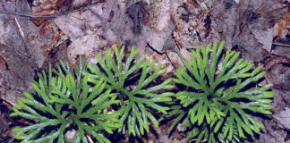 Ground cedar