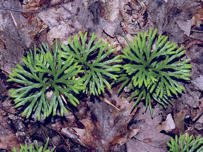 Ground cedar Ground cedar