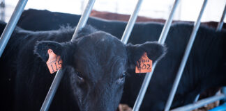 Lancaster cattle